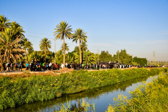 green palm trees near body of water during daytime