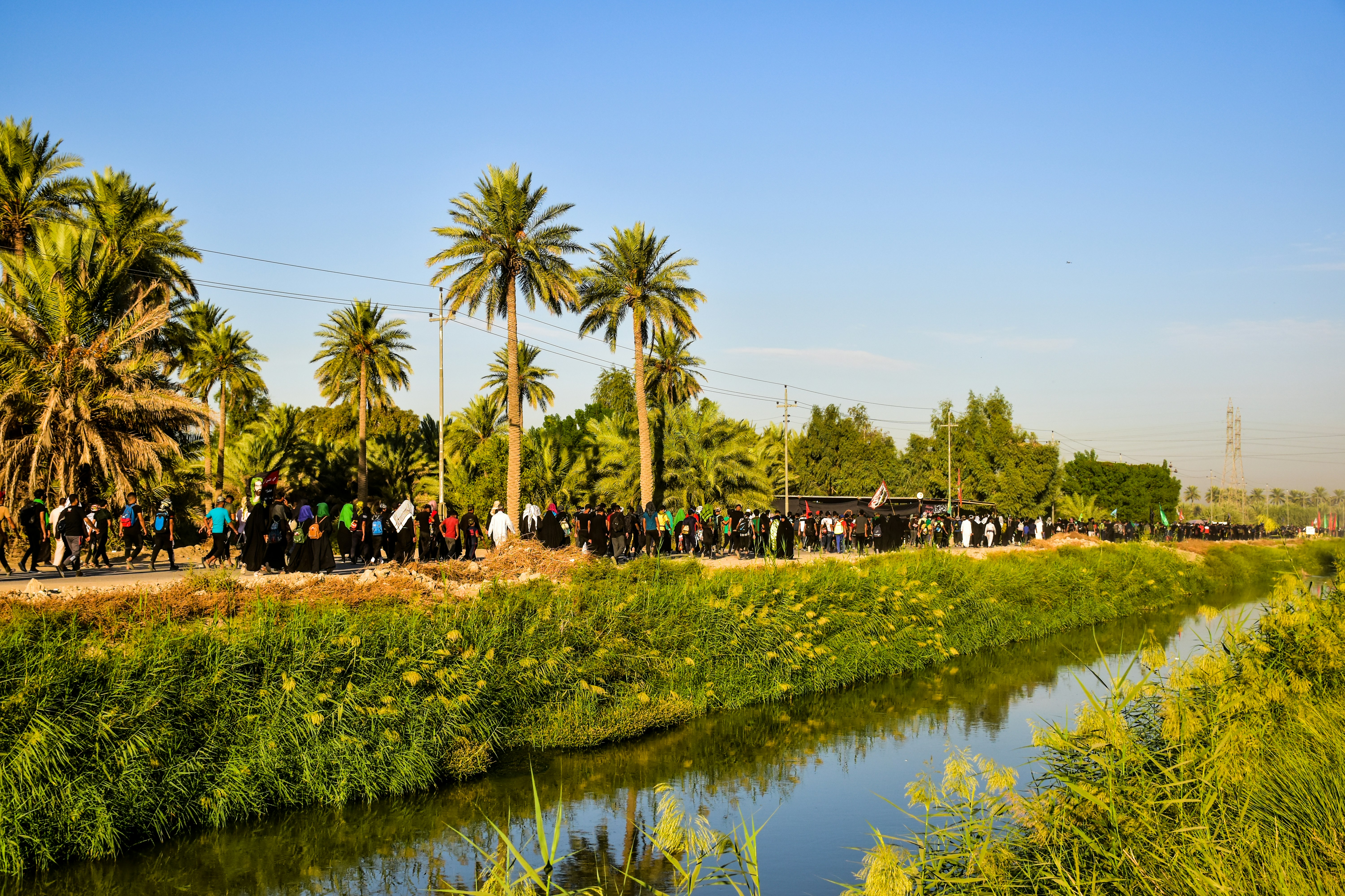 green palm trees near body of water during daytime