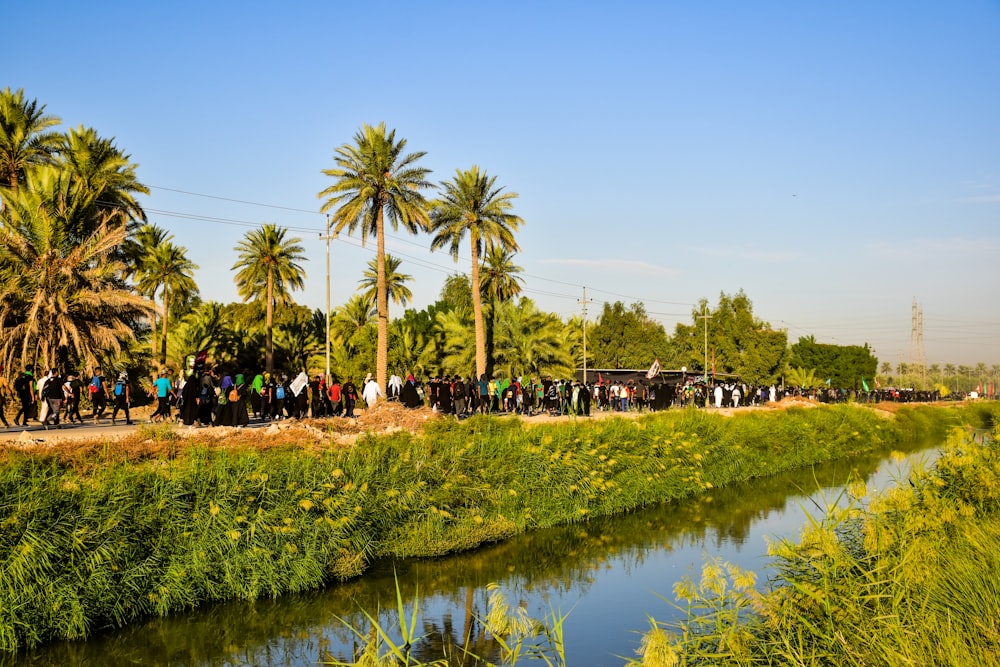 Palmiers verts près du plan d’eau pendant la journée