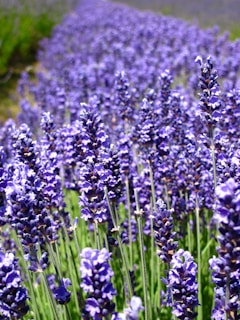Lavender flowers blooming in a sunny field
