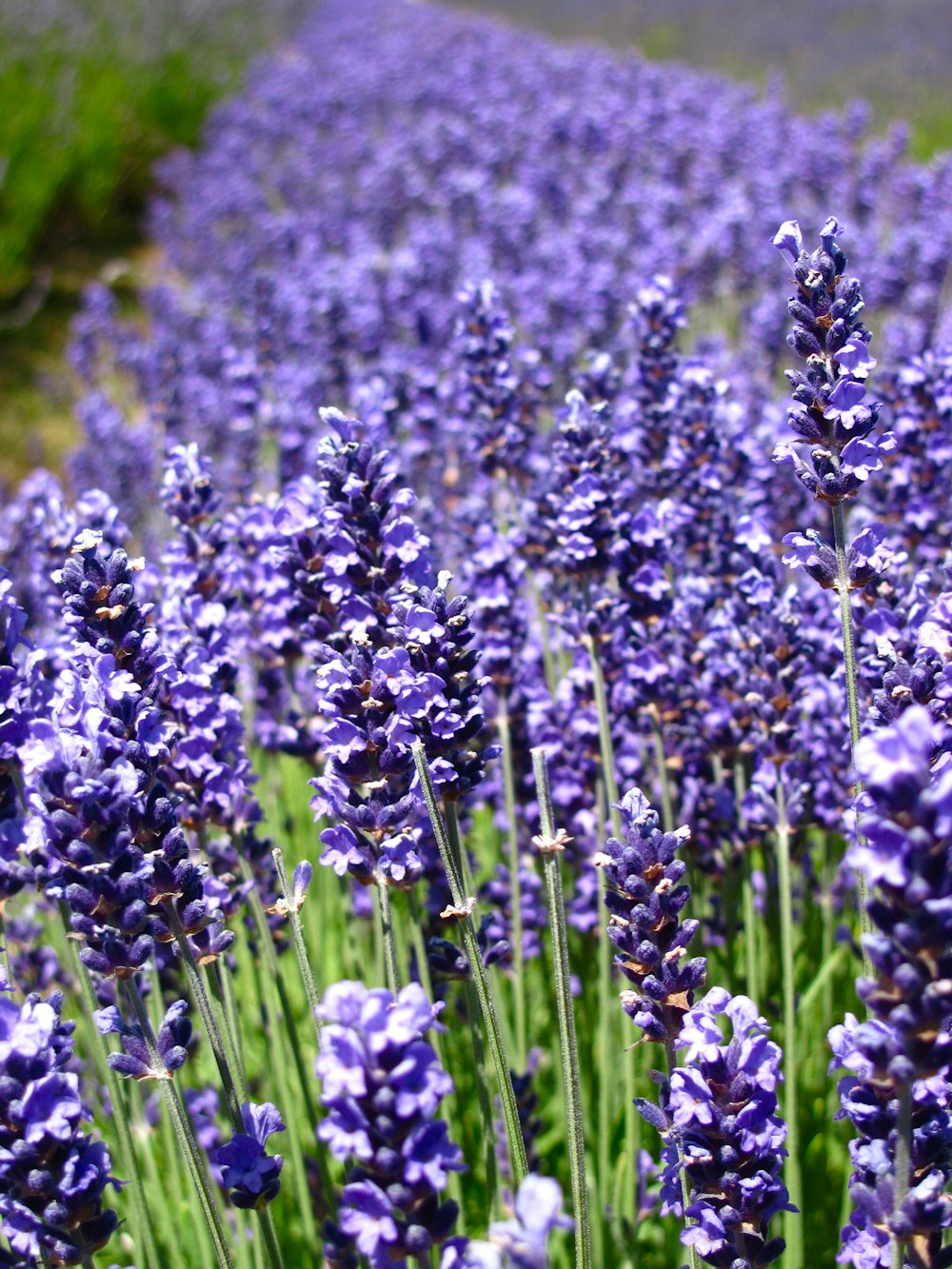 purple flower field during daytime