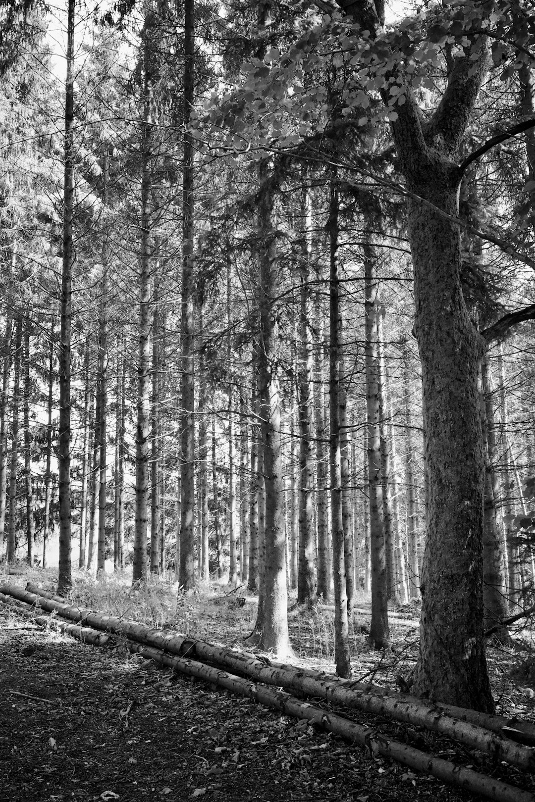 Forest photo spot Redu Bastogne