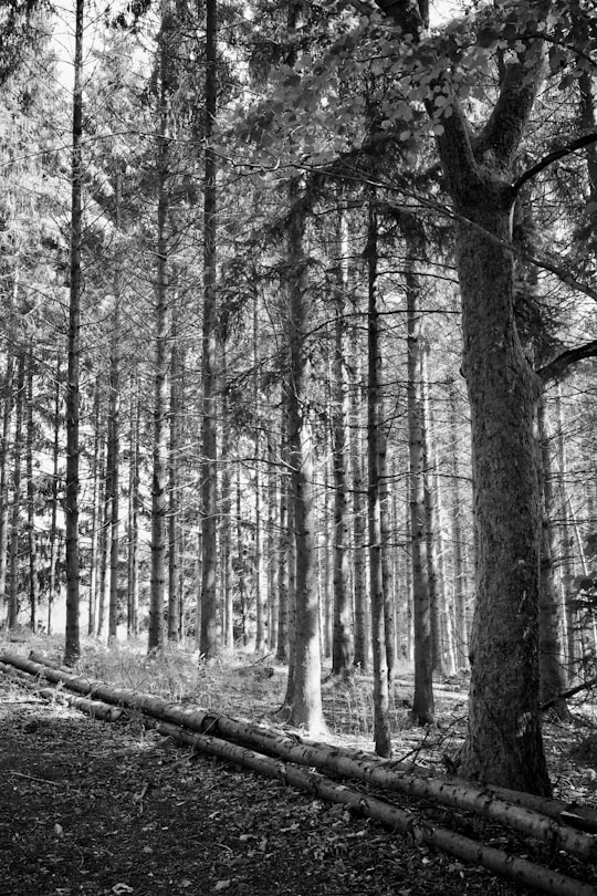 grayscale photo of trees during daytime in Redu Belgium