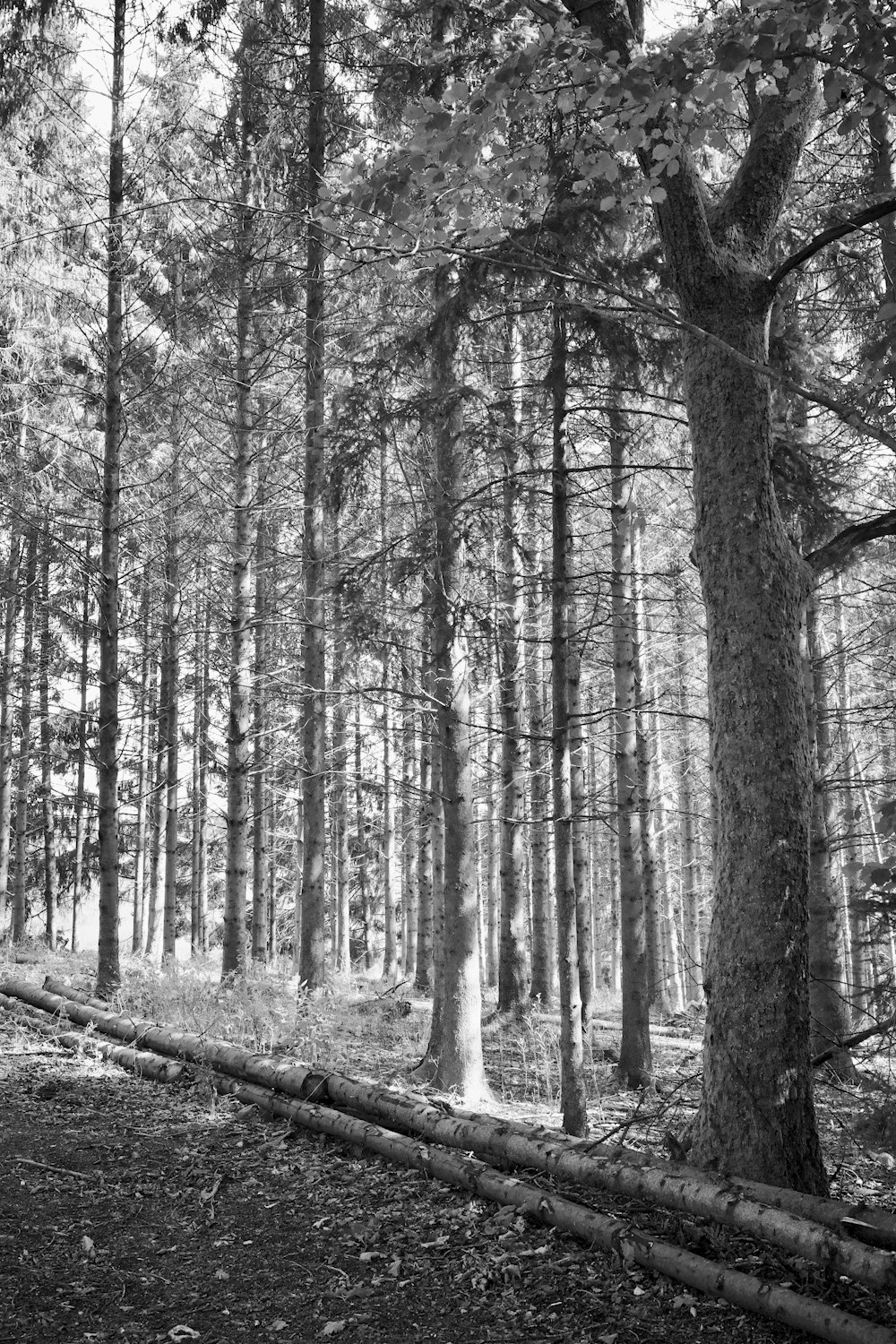 grayscale photo of trees during daytime