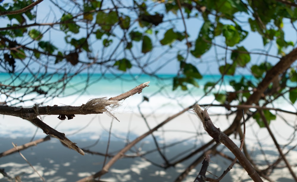 brown tree branch in tilt shift lens