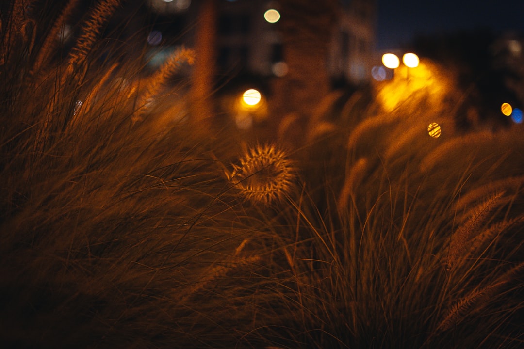 brown grass in front of building during night time