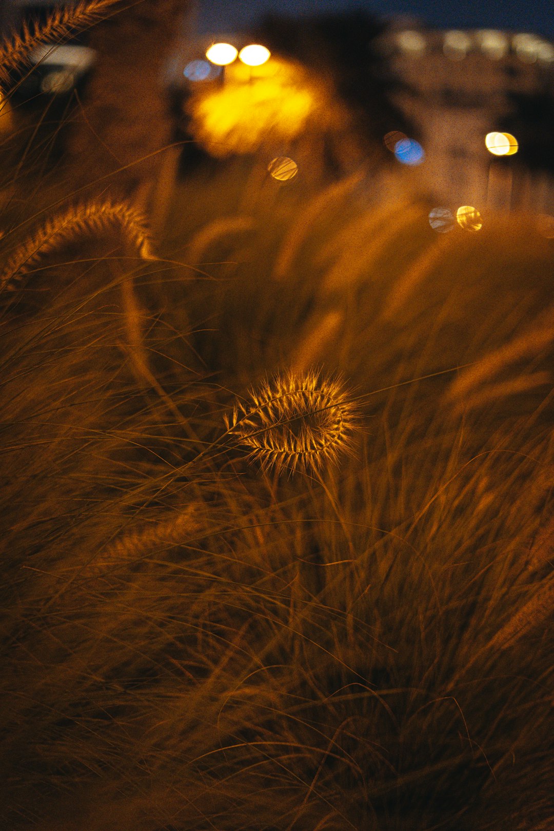 brown and white fireworks display