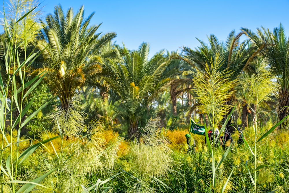 green palm tree under blue sky during daytime