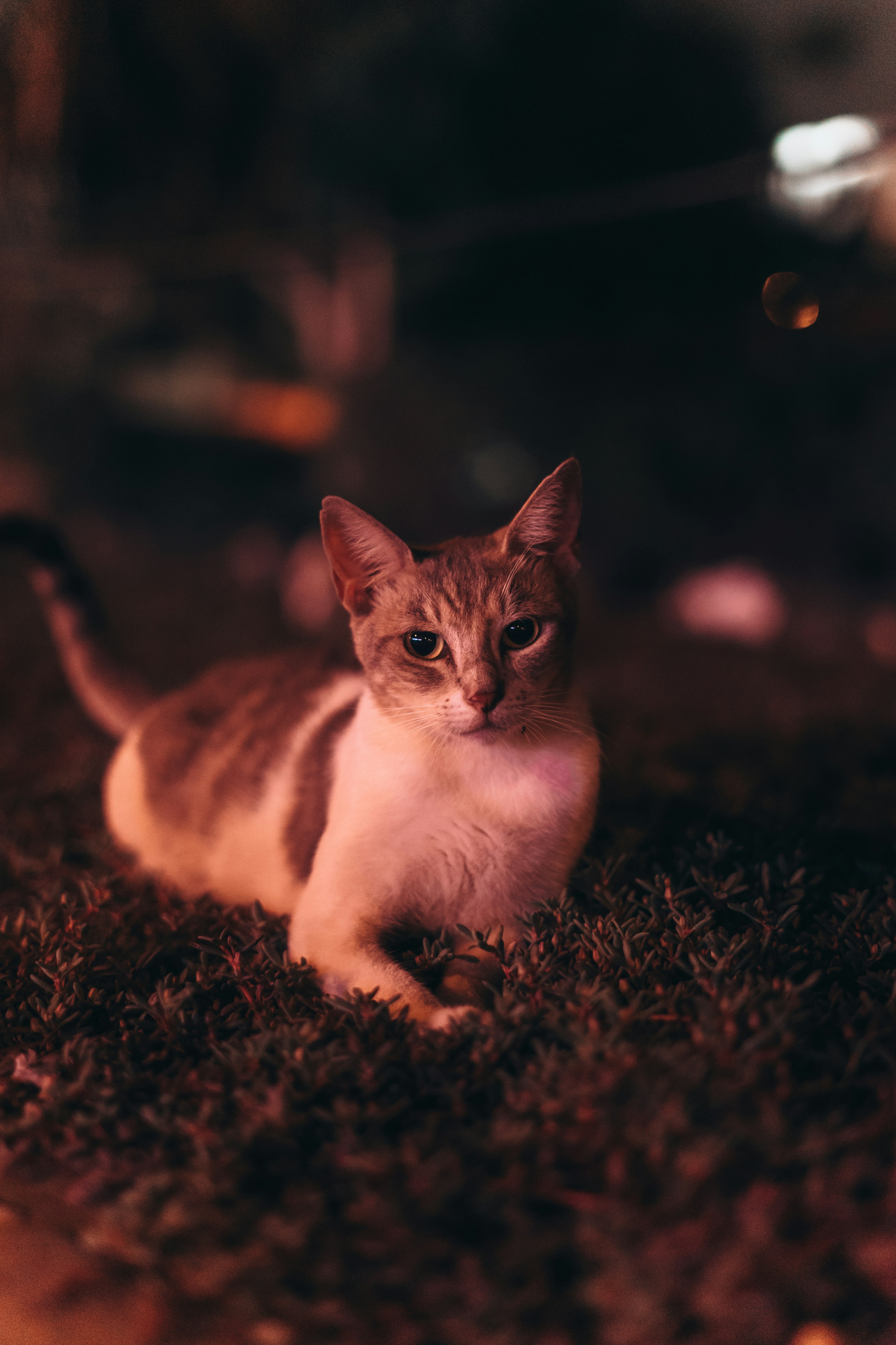 Photo by itadakidesu