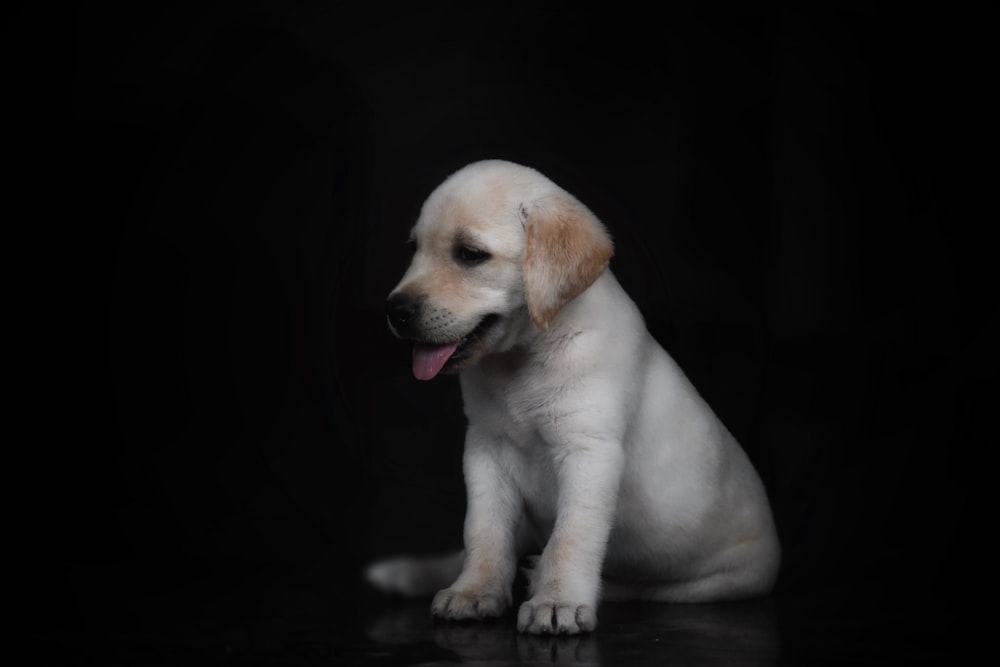 yellow labrador retriever puppy on black background