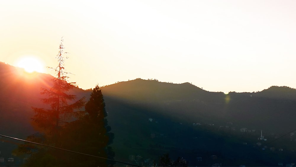 silhouette di alberi durante il giorno