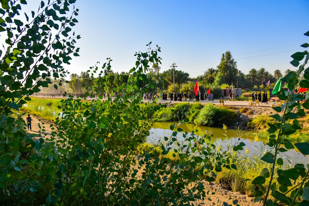 green trees near body of water during daytime