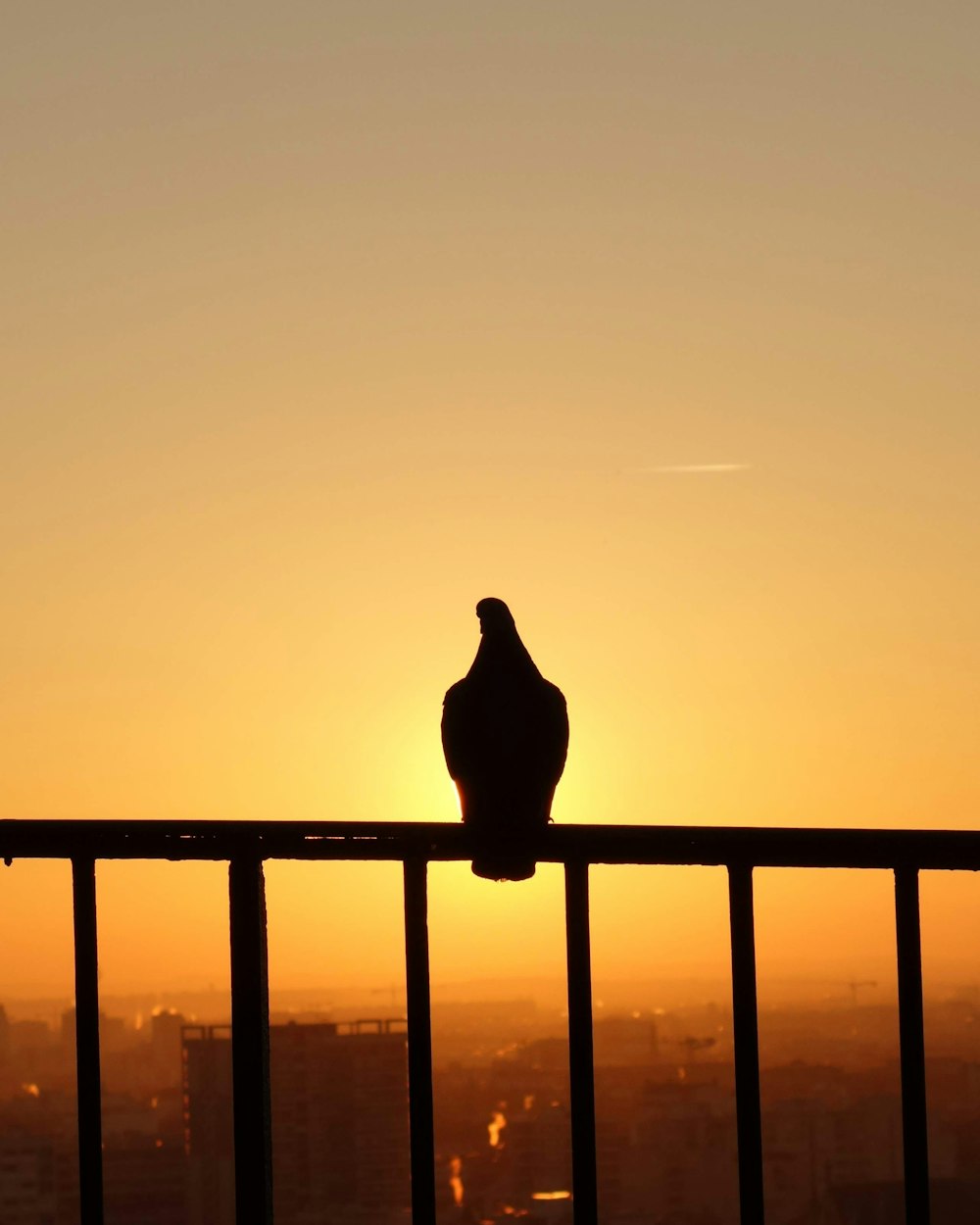 silhouette of bird on fence during sunset