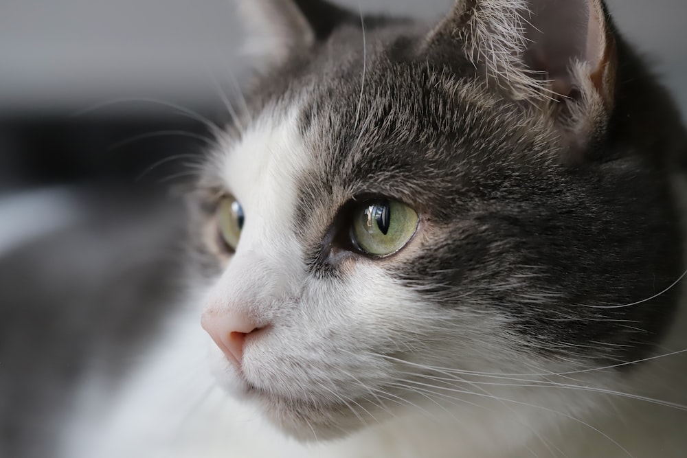 white and black cat with green eyes