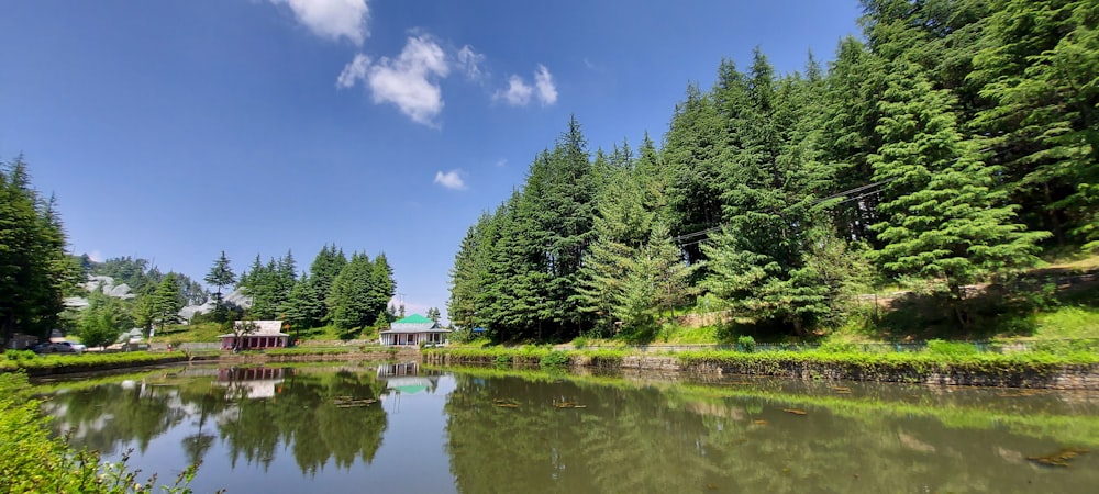 green trees beside river under blue sky during daytime