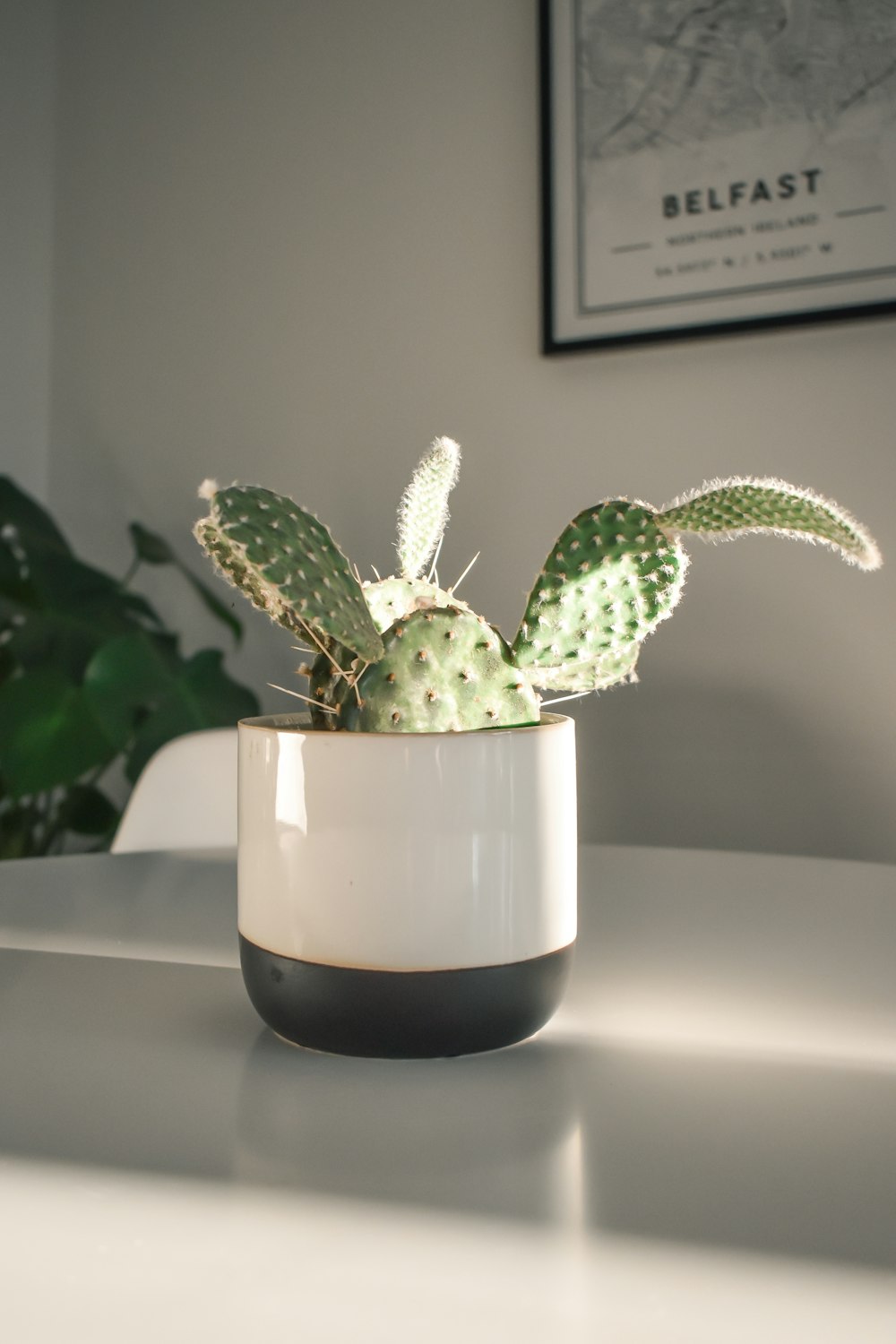 green cactus plant on white ceramic pot