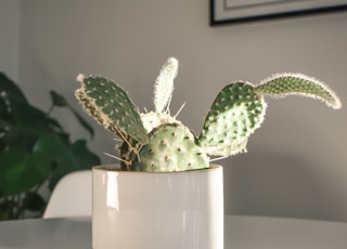 green cactus plant on white ceramic pot