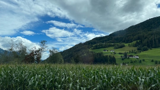 green grass field near green mountain under blue sky during daytime in Via Giovo Italy