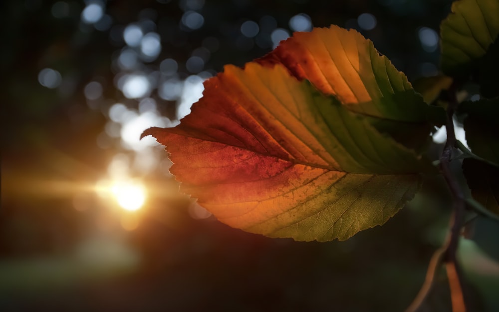 orange and green maple leaf