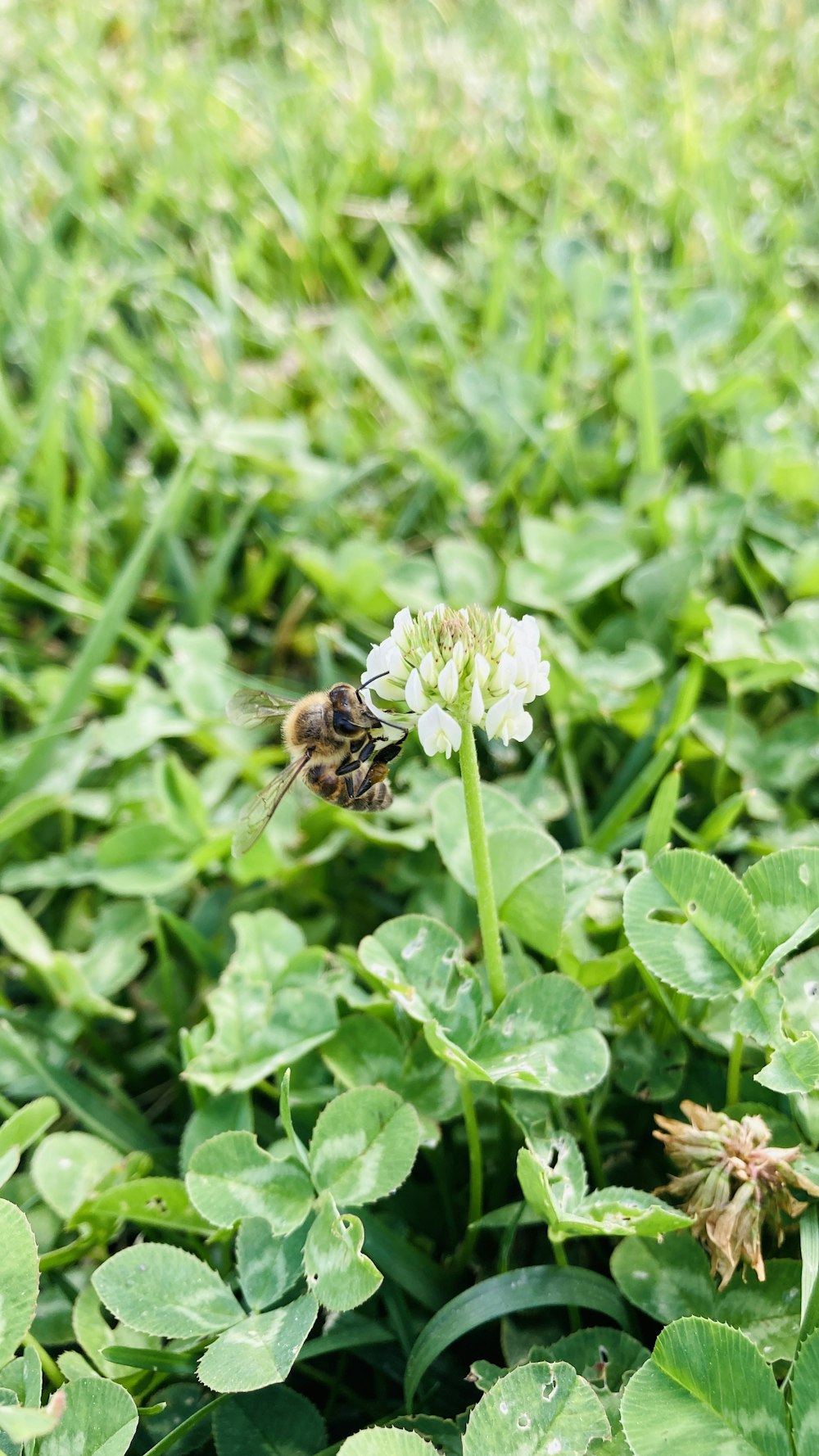 brown bee on white flower during daytime