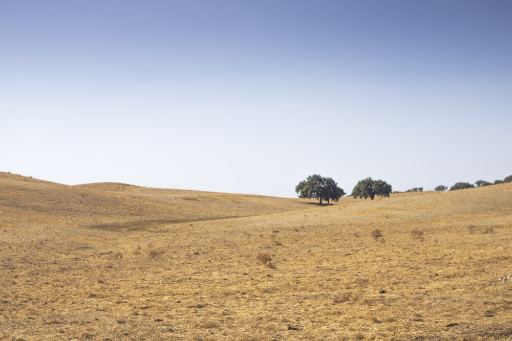 green trees on brown field under blue sky during daytime