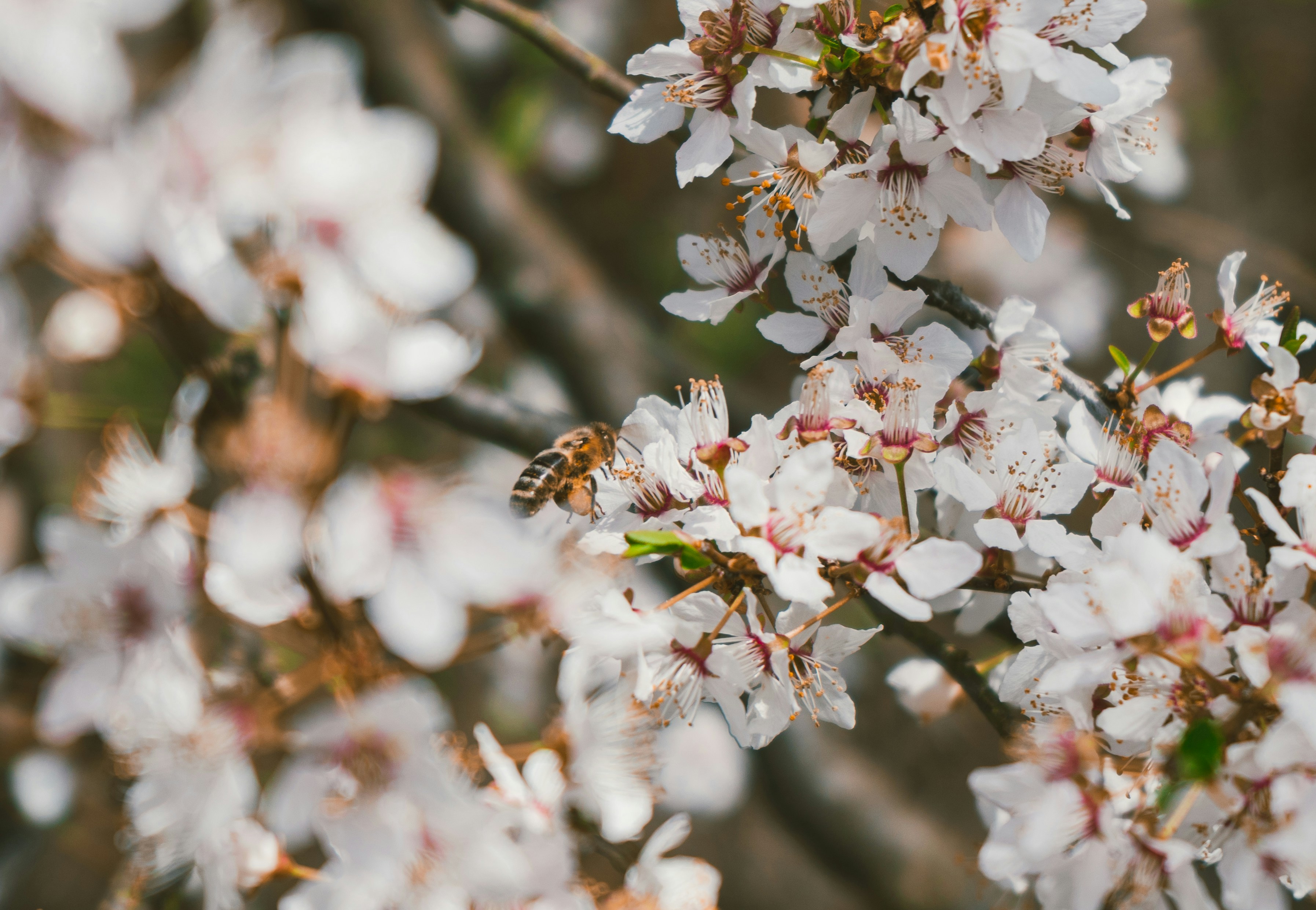 Photo by thestefankostic