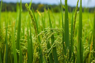 Lush and vibrant green stalks of rice plants stand tall in a field, with clusters of developing rice grains visible. The scene is filled with a mix of long, narrow leaves and maturing ears of rice, creating a sense of growth and abundance.