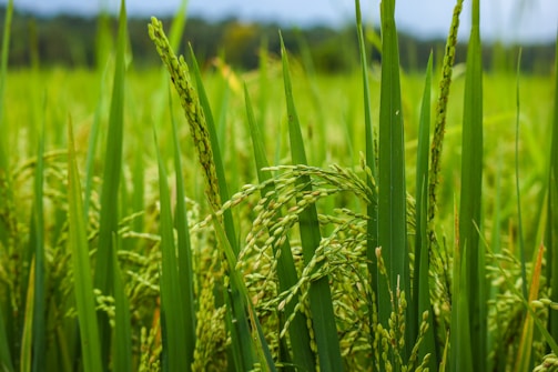 Lush and vibrant green stalks of rice plants stand tall in a field, with clusters of developing rice grains visible. The scene is filled with a mix of long, narrow leaves and maturing ears of rice, creating a sense of growth and abundance.