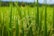 Lush and vibrant green stalks of rice plants stand tall in a field, with clusters of developing rice grains visible. The scene is filled with a mix of long, narrow leaves and maturing ears of rice, creating a sense of growth and abundance.