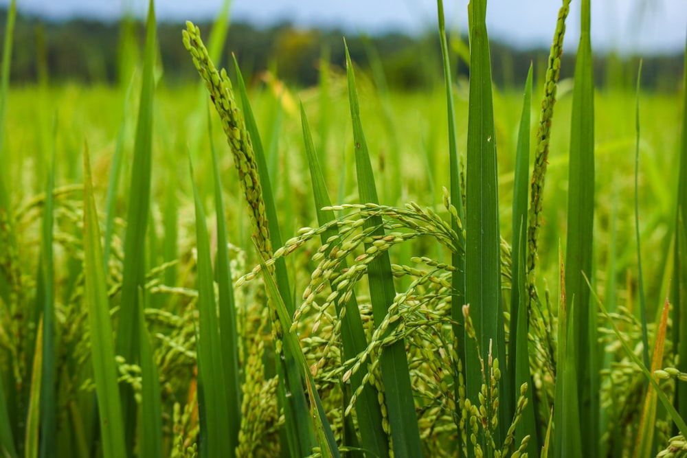 green wheat field during daytime