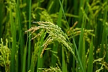 A close-up view of green rice plants with full grain heads in a lush paddy field. The stalks are vibrant and healthy, swaying gently, and appear to be nearly ripe for harvest.