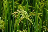 A close-up view of green rice plants with full grain heads in a lush paddy field. The stalks are vibrant and healthy, swaying gently, and appear to be nearly ripe for harvest.