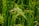A close-up view of green rice plants with full grain heads in a lush paddy field. The stalks are vibrant and healthy, swaying gently, and appear to be nearly ripe for harvest.