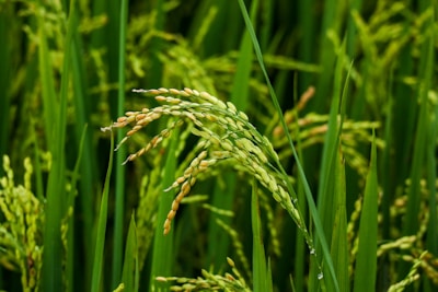 A close-up view of green rice plants with full grain heads in a lush paddy field. The stalks are vibrant and healthy, swaying gently, and appear to be nearly ripe for harvest.