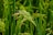 A close-up view of green rice plants with full grain heads in a lush paddy field. The stalks are vibrant and healthy, swaying gently, and appear to be nearly ripe for harvest.