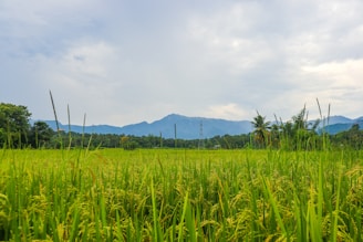 A lush green rice field stretches out towards a distant range of blue mountains under a partly cloudy sky. Tall stalks of rice are prominent in the foreground while a solitary palm tree and a transmission tower can be seen in the distance.