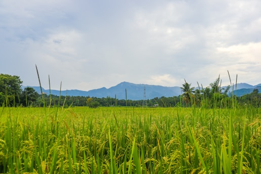 A lush green rice field stretches out towards a distant range of blue mountains under a partly cloudy sky. Tall stalks of rice are prominent in the foreground while a solitary palm tree and a transmission tower can be seen in the distance.