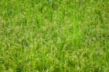 A lush field of green rice plants with dense clusters of grains ready for harvest.