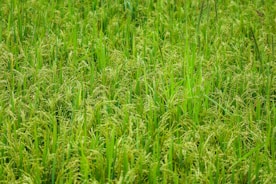 A lush agricultural field ready for harvest.
