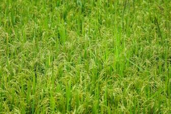 A lush agricultural field ready for harvest.