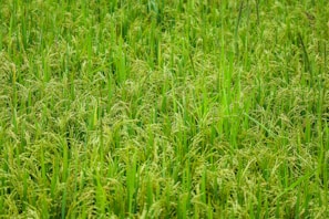 A lush field of green rice plants with dense clusters of grains ready for harvest.
