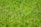 A lush field of green rice plants with dense clusters of grains ready for harvest.