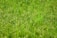 A lush field of green rice plants with dense clusters of grains ready for harvest.