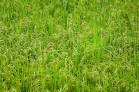 A lush field of green rice plants with dense clusters of grains ready for harvest.