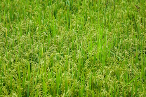 A lush field of green rice plants with dense clusters of grains ready for harvest.
