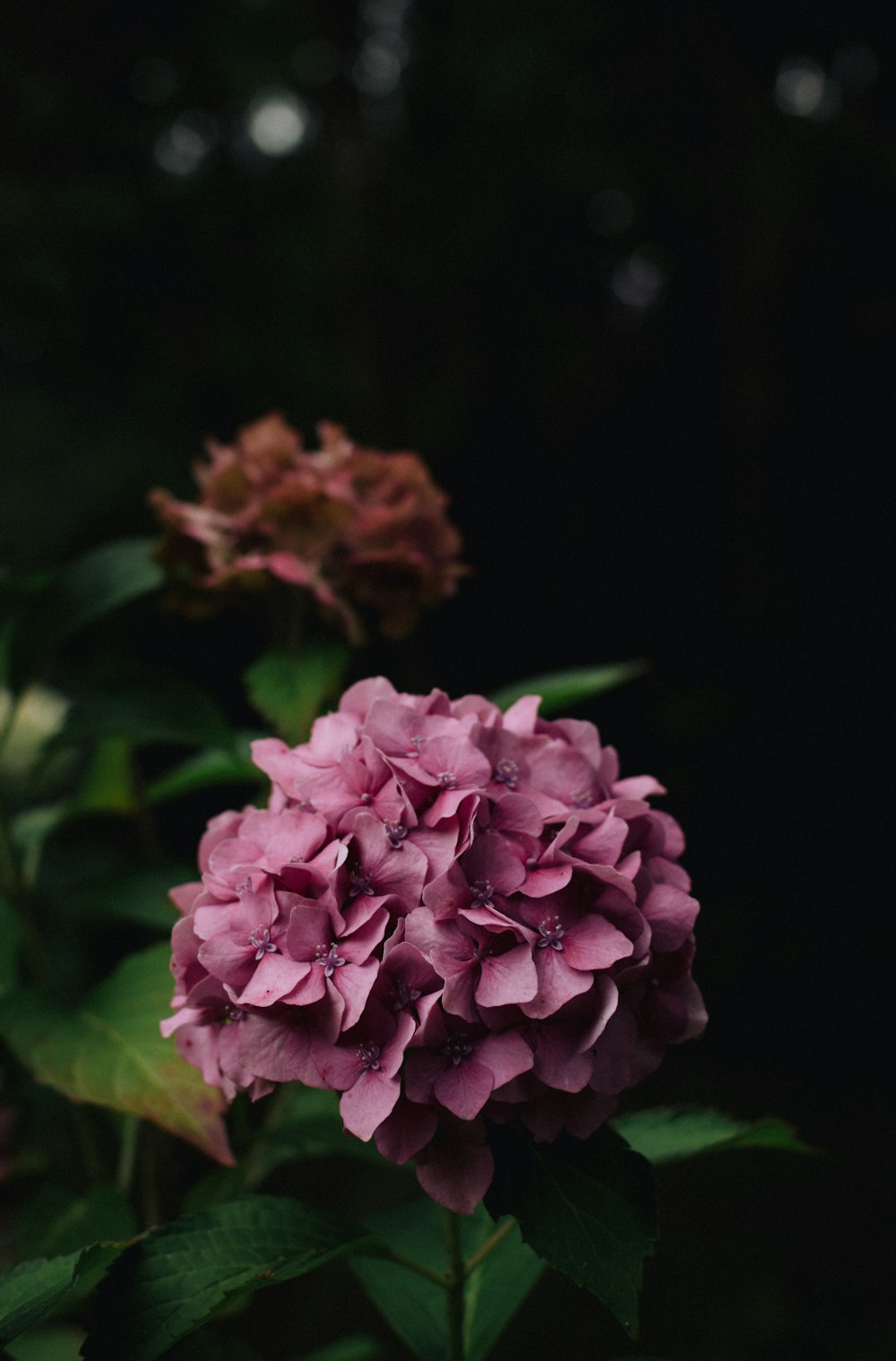 pink flower in tilt shift lens