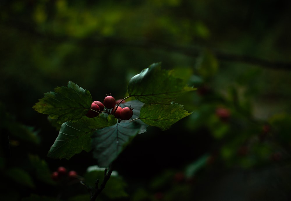 red round fruits on green leaves