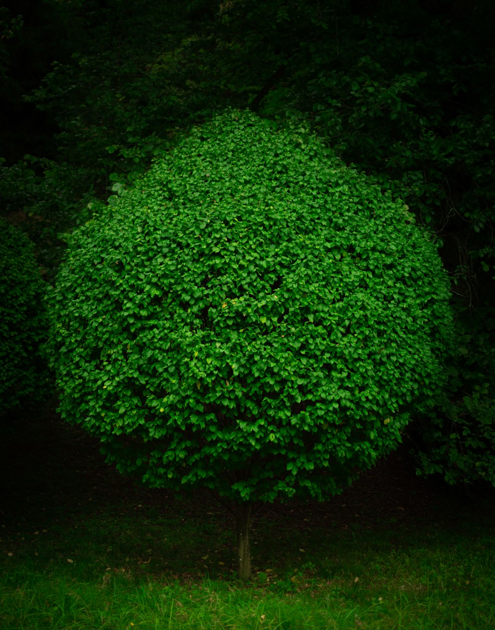 buisson vert sur champ d’herbe verte