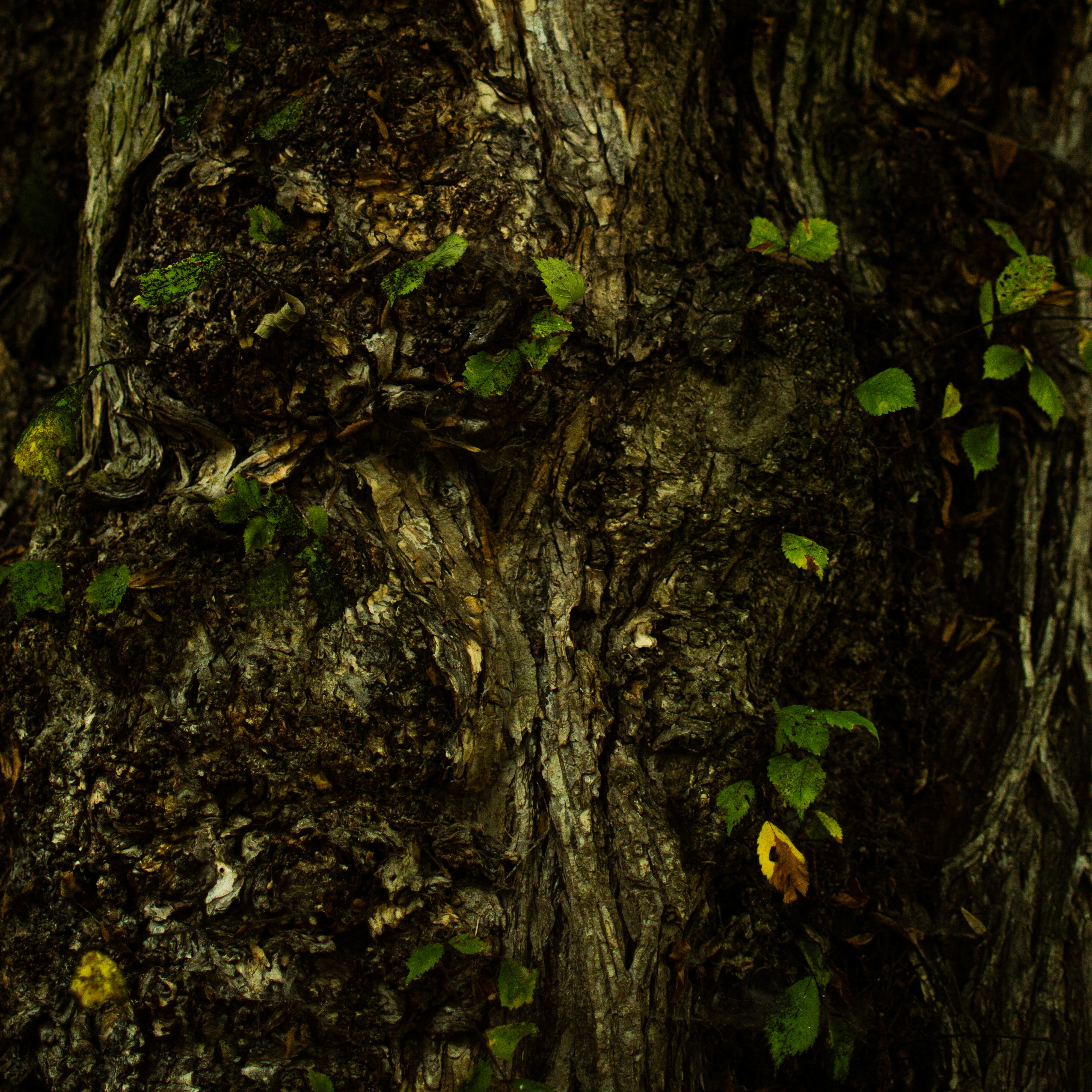 green moss on brown tree trunk