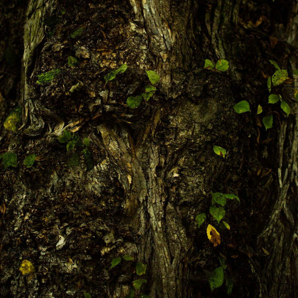 green moss on brown tree trunk